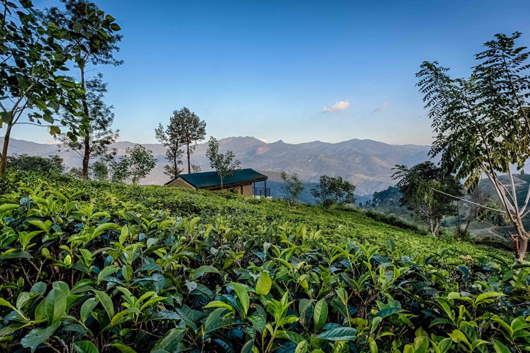 Madulkelle Tea & Eco Lodge 4 étoiles Kandy Sri Lanka paysage nature